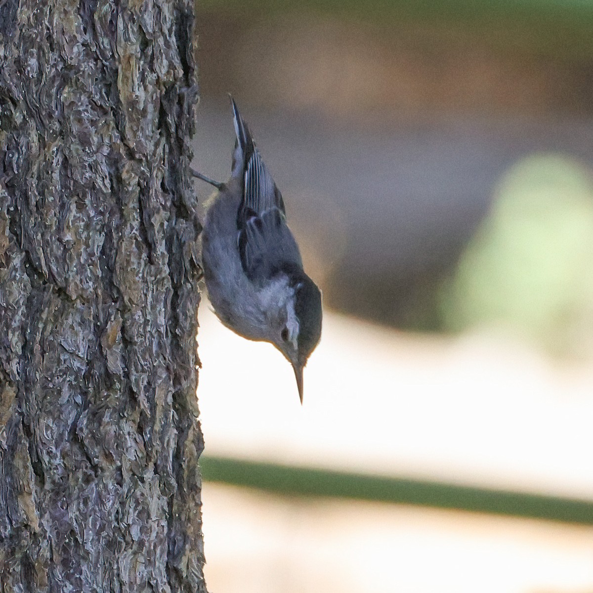White-breasted Nuthatch - ML621560753
