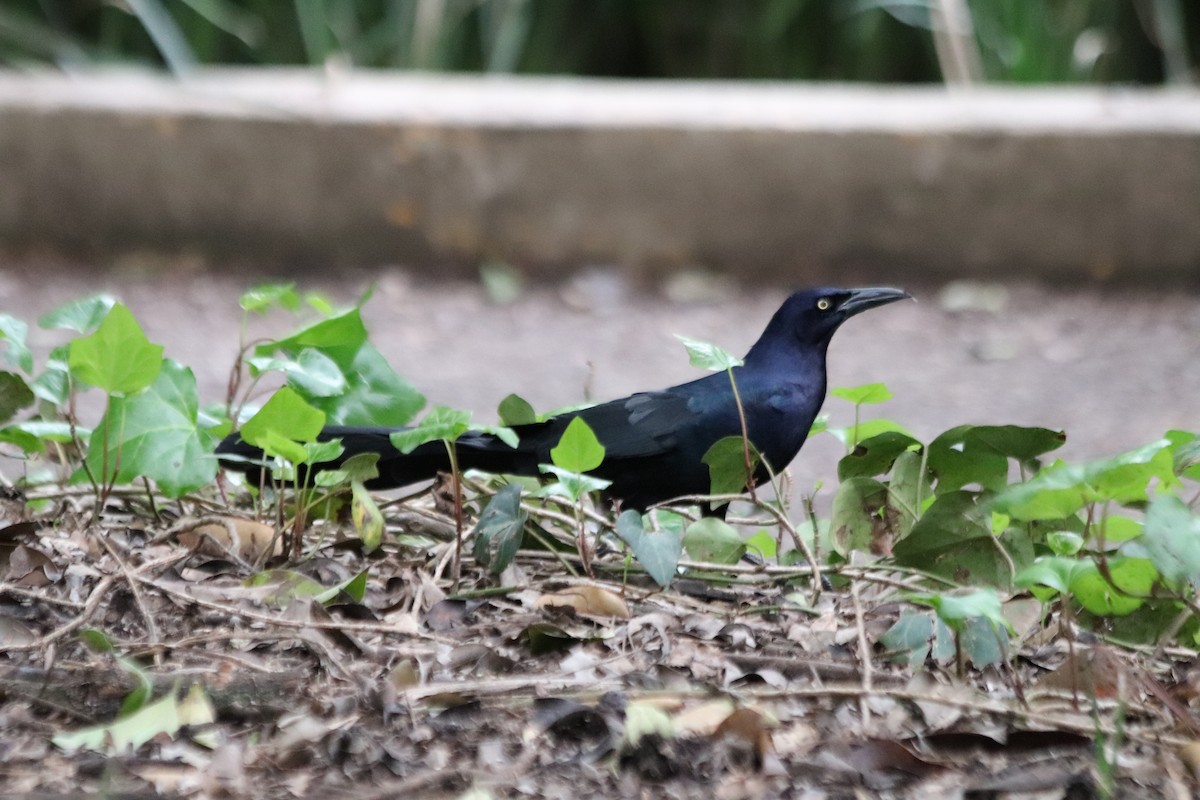Great-tailed Grackle - ML621560834