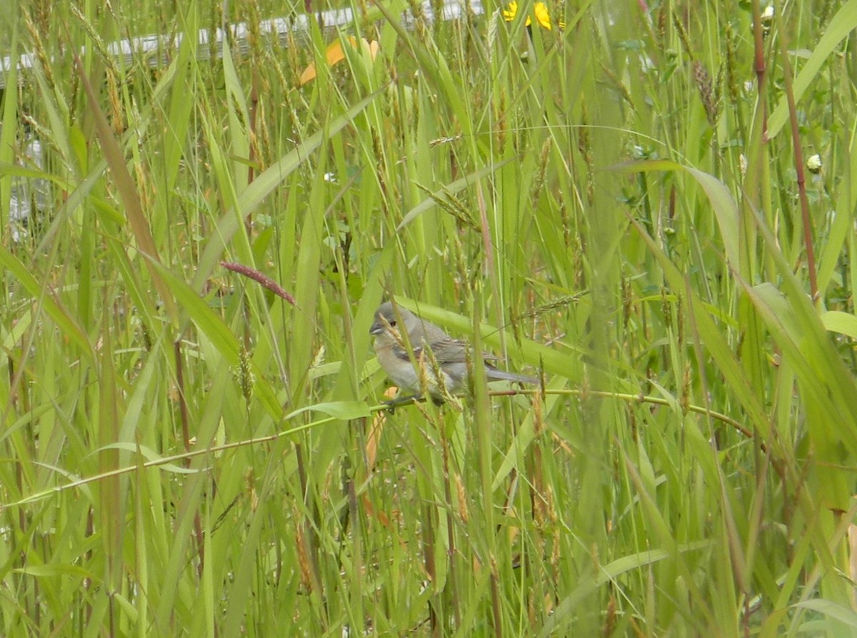 Lazuli Bunting - Andrew Piston