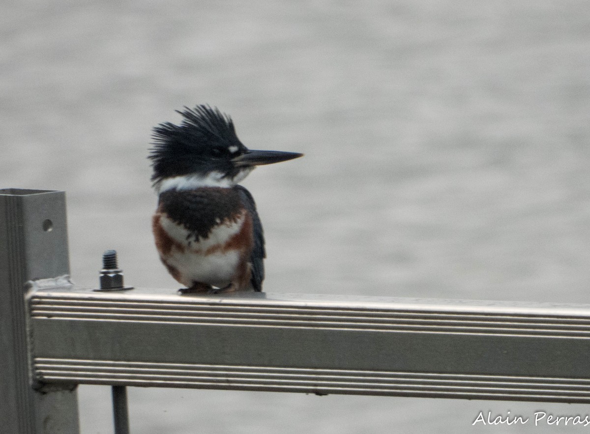 Belted Kingfisher - ML621560994