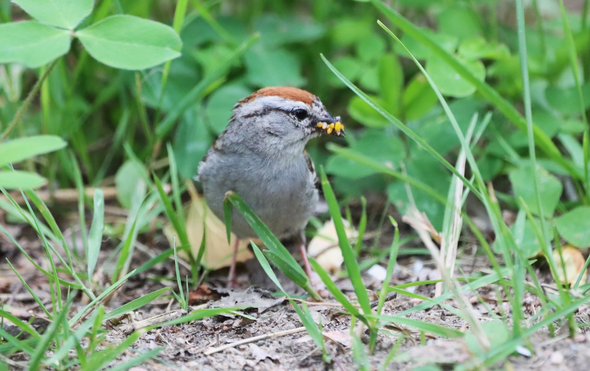 Chipping Sparrow - ML621561018