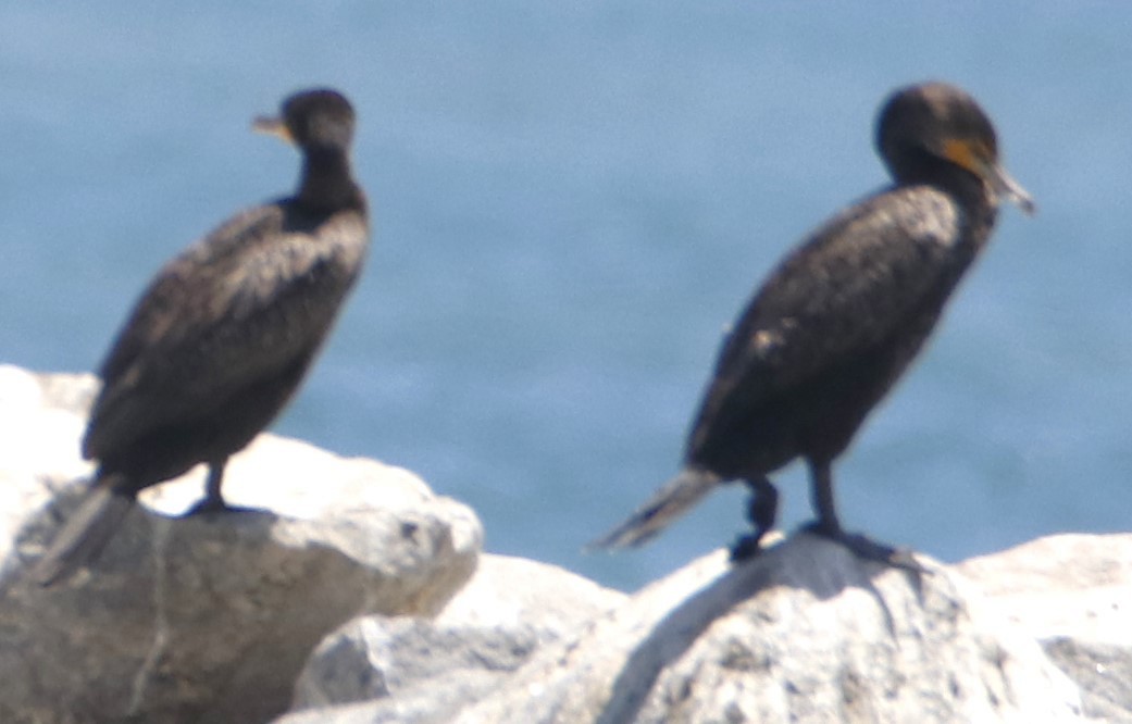 Double-crested Cormorant - ML621561033