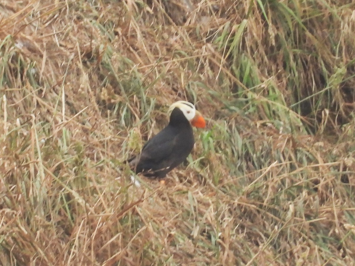 Tufted Puffin - ML621561040