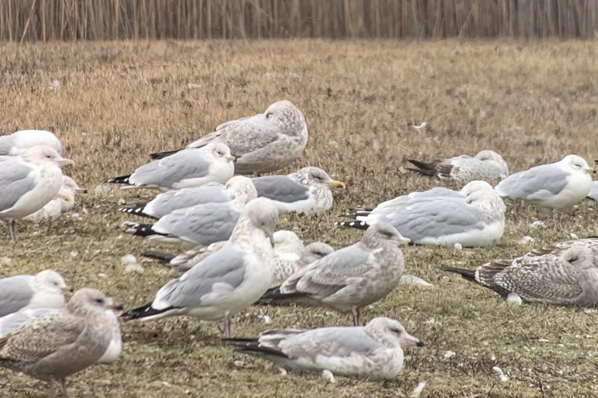 Herring Gull (Vega) - ML621561091