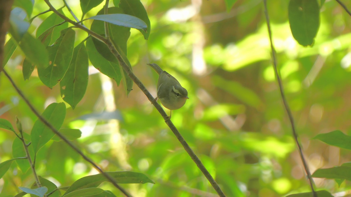 Buff-barred Warbler - ML621561152