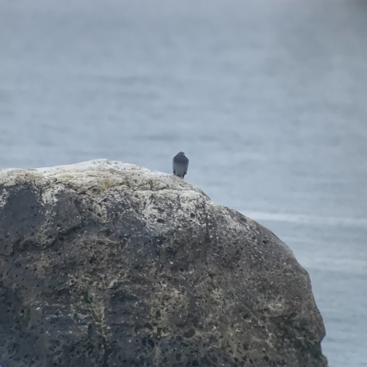 Rock Pigeon (Feral Pigeon) - ML621561260