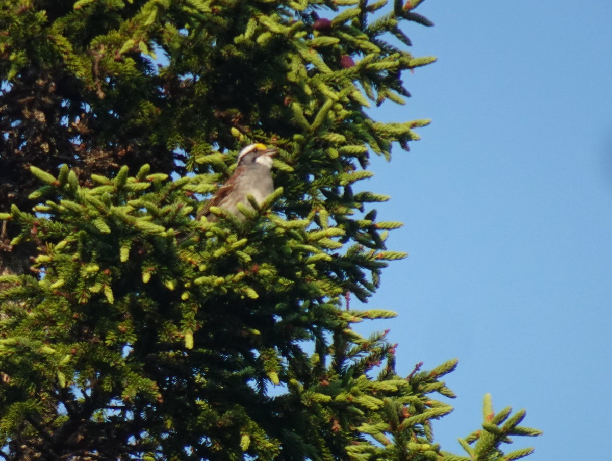 White-throated Sparrow - ML621561321