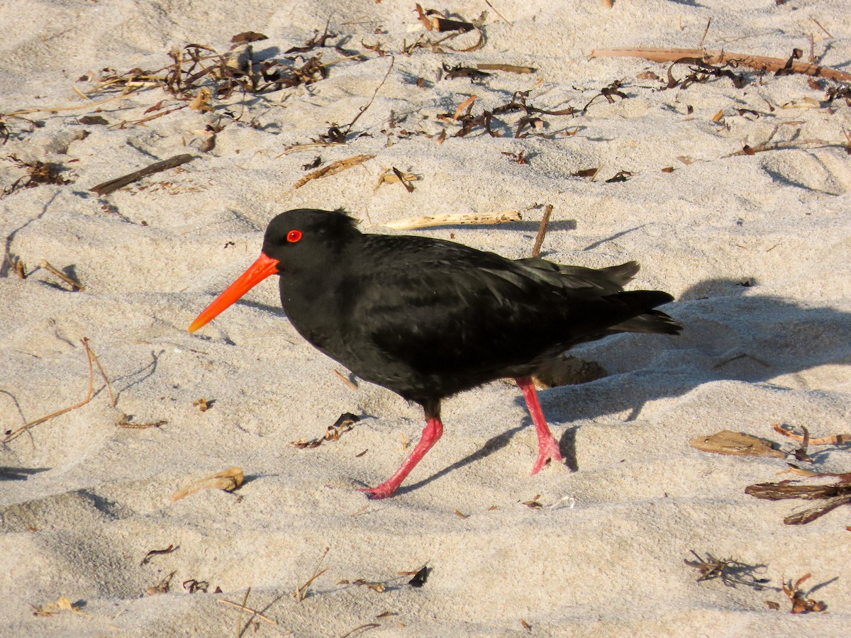 Variable Oystercatcher - ML621561325