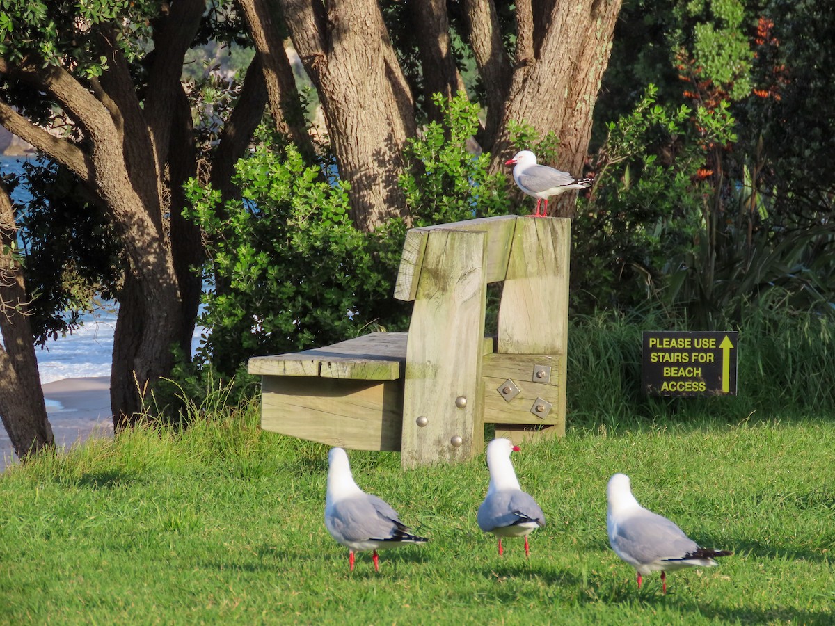 Silver Gull - ML621561331