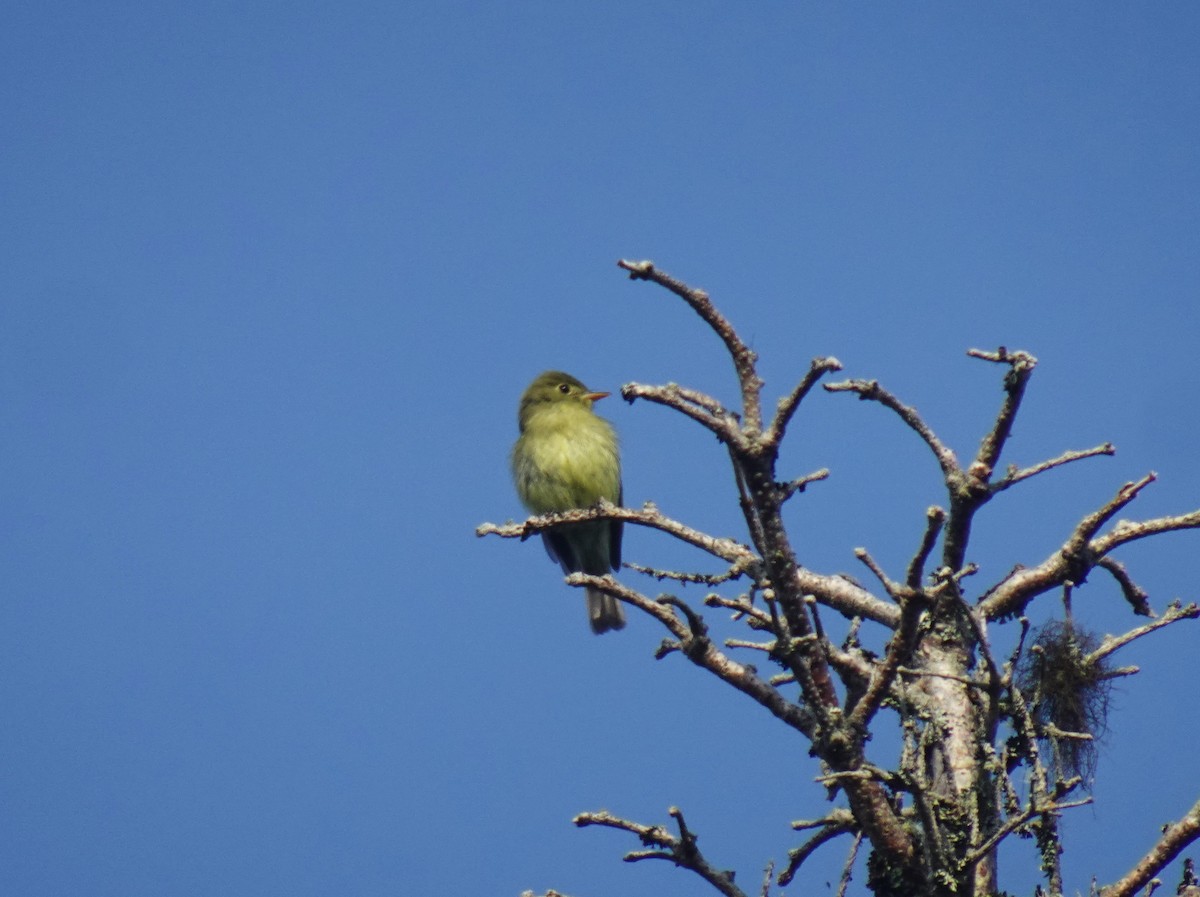 Yellow-bellied Flycatcher - ML621561375