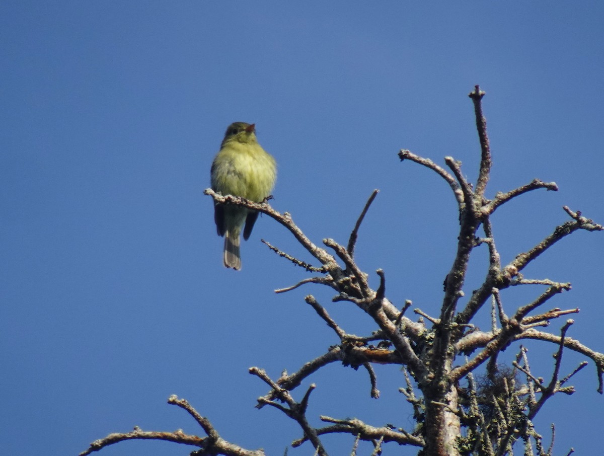 Yellow-bellied Flycatcher - ML621561385
