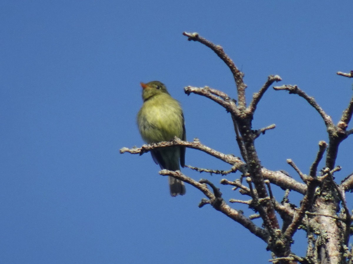 Yellow-bellied Flycatcher - ML621561393