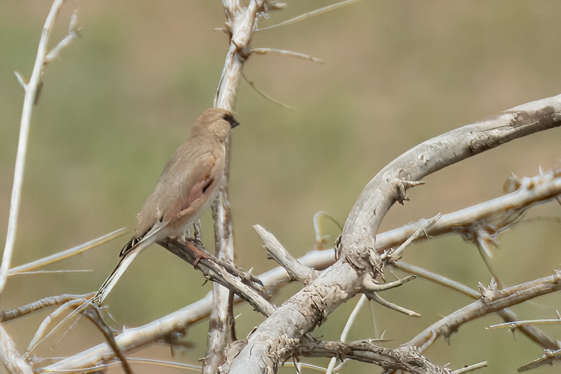 Desert Finch - ML621561416