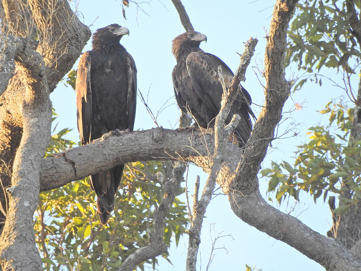 Wedge-tailed Eagle - ML621561445