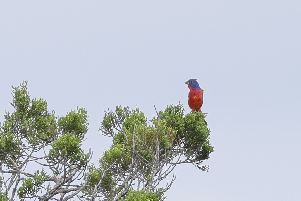 Painted Bunting - ML621561479