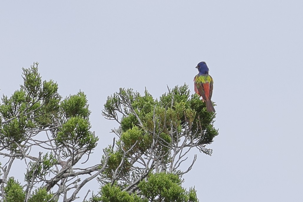 Painted Bunting - ML621561480