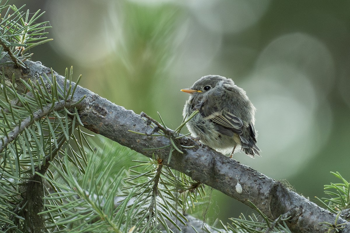 Hammond's Flycatcher - ML621561524