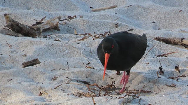 Neuseeland-Austernfischer - ML621561540