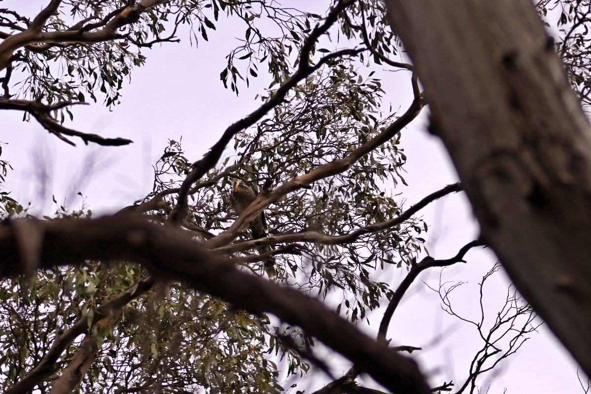 Yellow Wattlebird - ML621561564