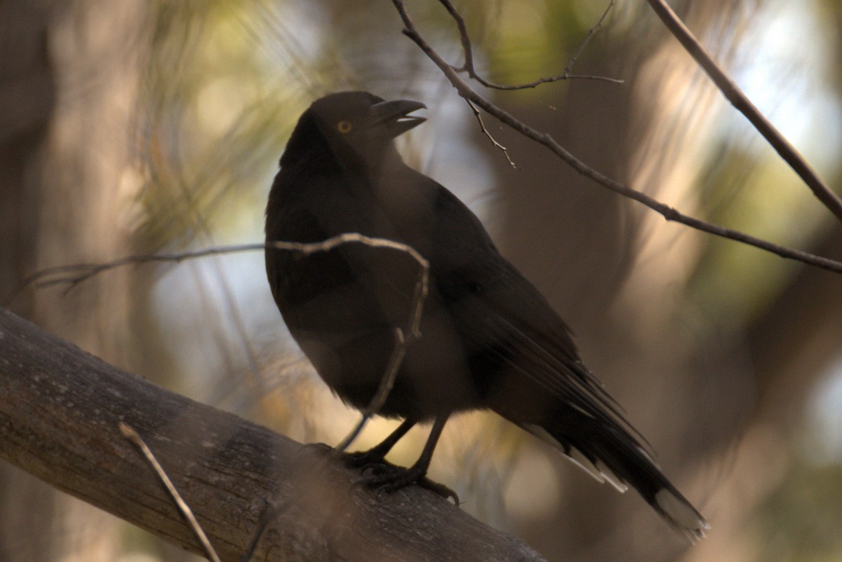 Black Currawong - ML621561612