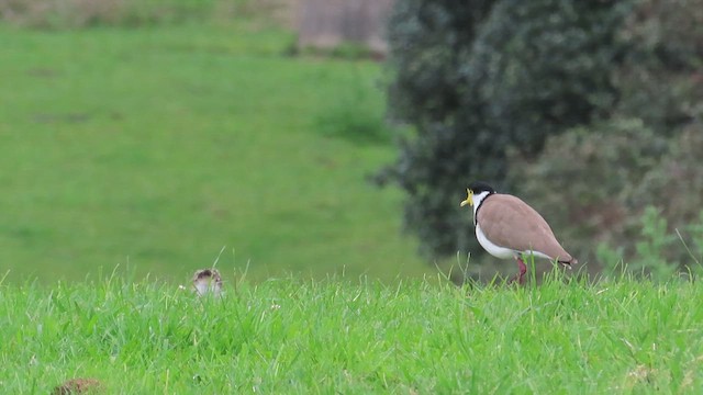 Masked Lapwing - ML621561671