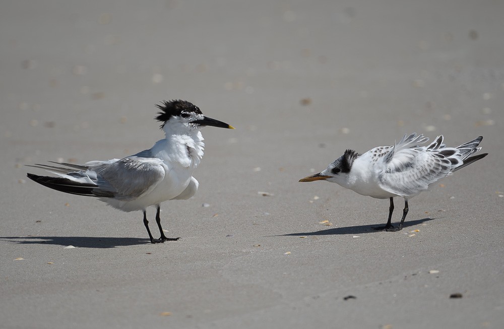 Sandwich Tern - ML621561684