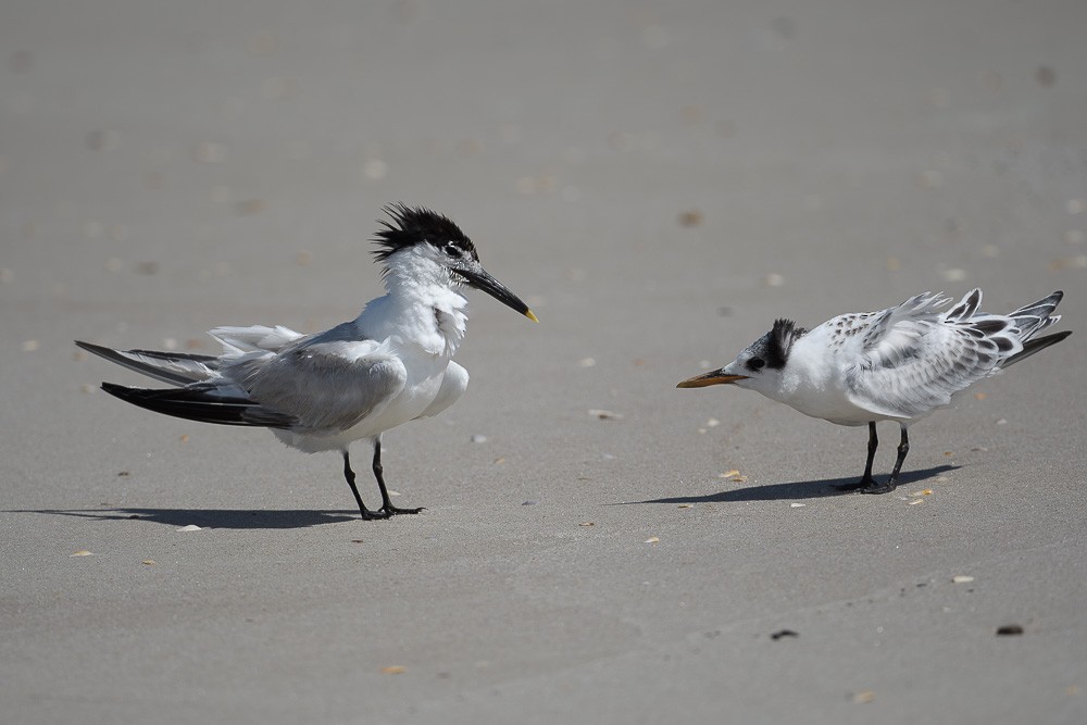 Sandwich Tern - ML621561685