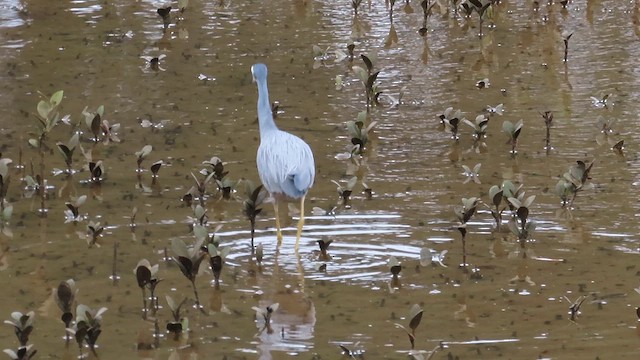 White-faced Heron - ML621561705