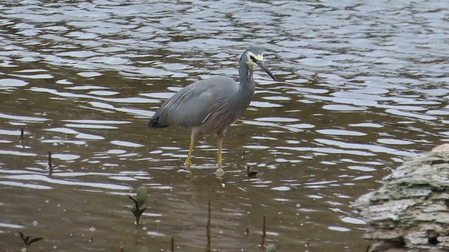 White-faced Heron - ML621561708