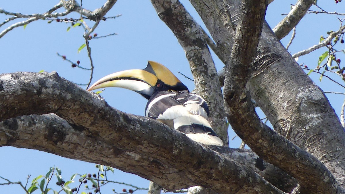 Great Hornbill - ML621561710