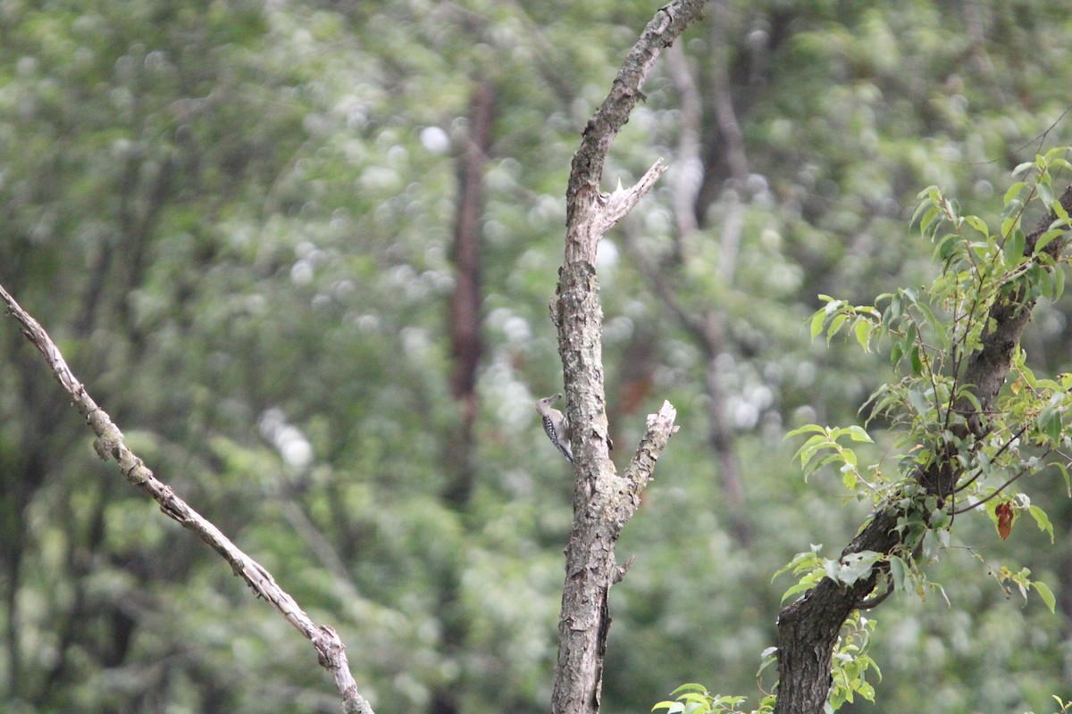 Red-bellied Woodpecker - Capturing Michigan