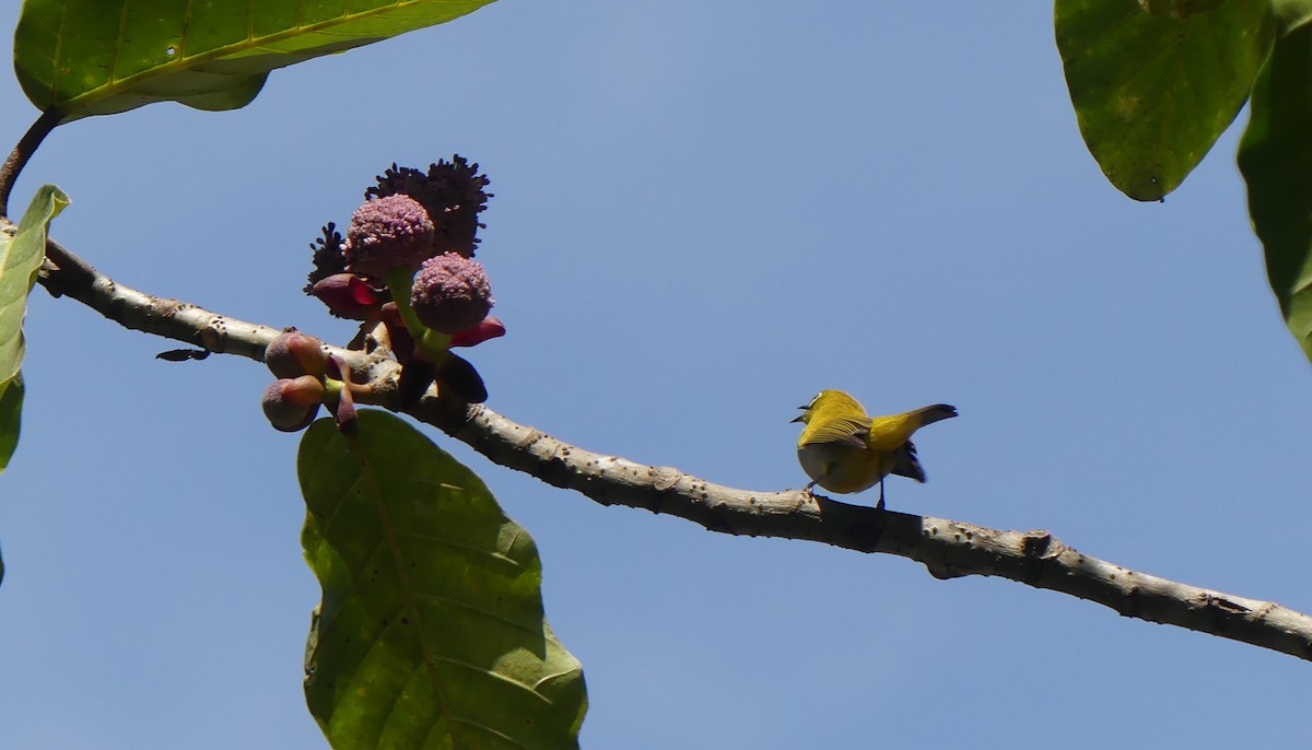 Hume's White-eye - ML621561801