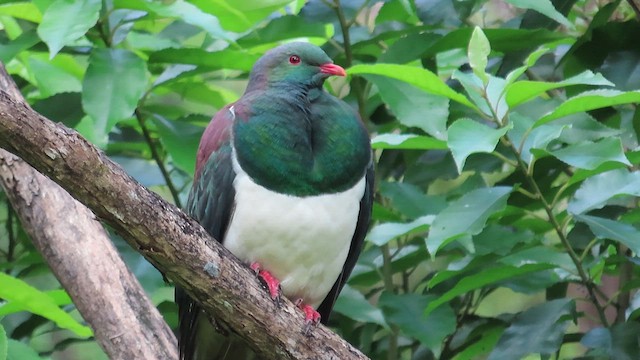 New Zealand Pigeon - ML621561885