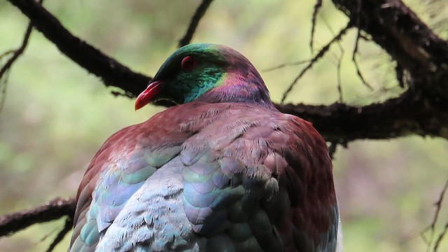 New Zealand Pigeon - ML621561886