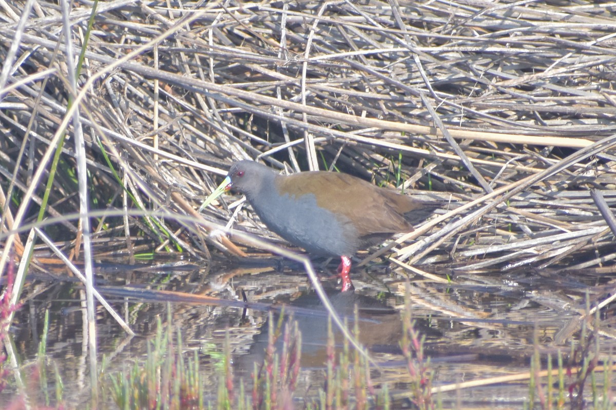 Plumbeous Rail - ML621561934