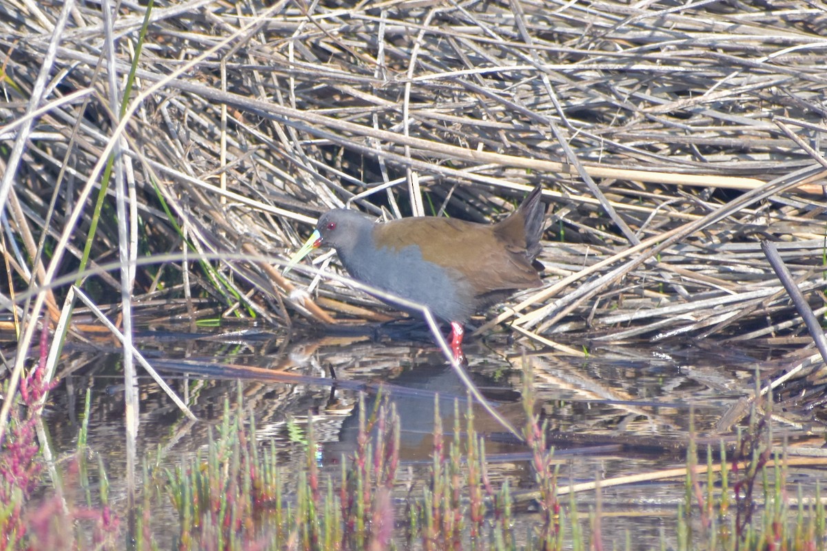 Plumbeous Rail - ML621561935