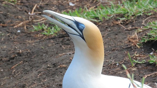 Australasian Gannet - ML621561953