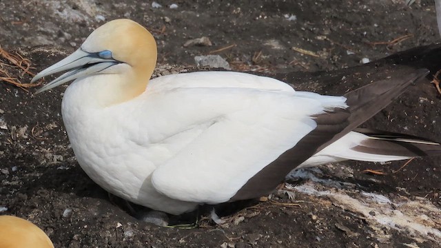 Australasian Gannet - ML621561955