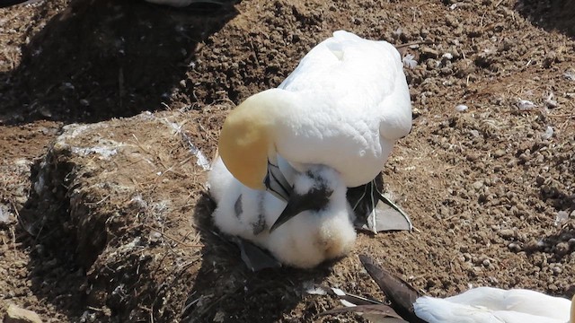 Australasian Gannet - ML621561956