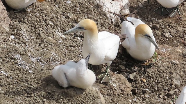 Australasian Gannet - ML621561957