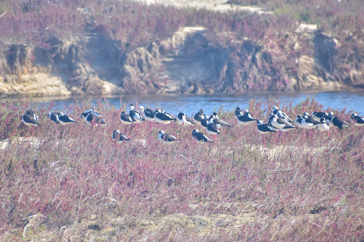 Black-necked Stilt - ML621561972