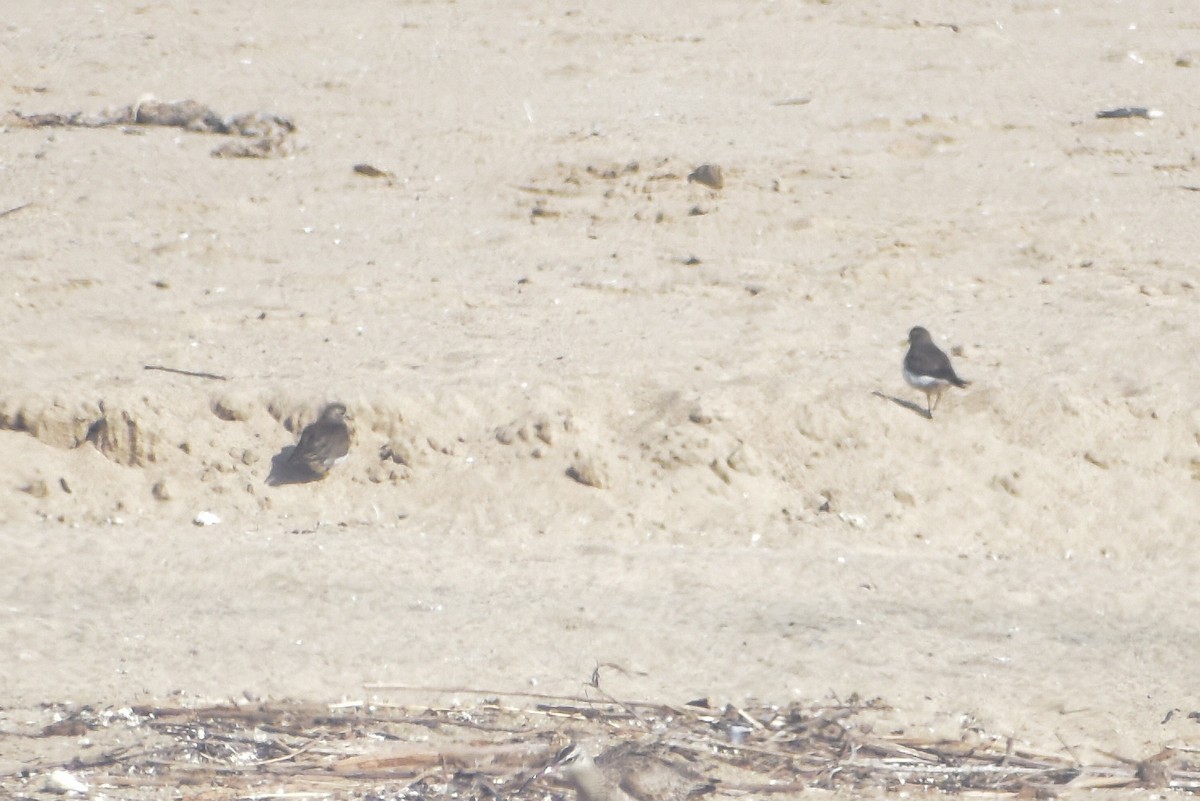 Rufous-chested Dotterel - ML621561981