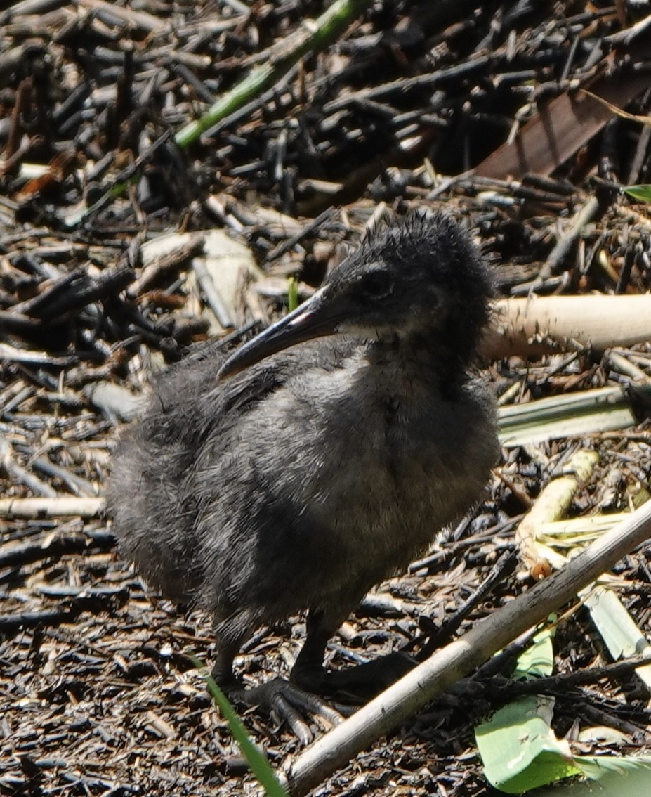 Clapper Rail - ML621561983