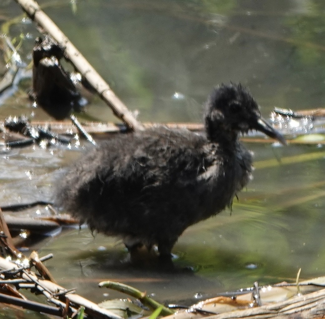 Clapper Rail - ML621561984