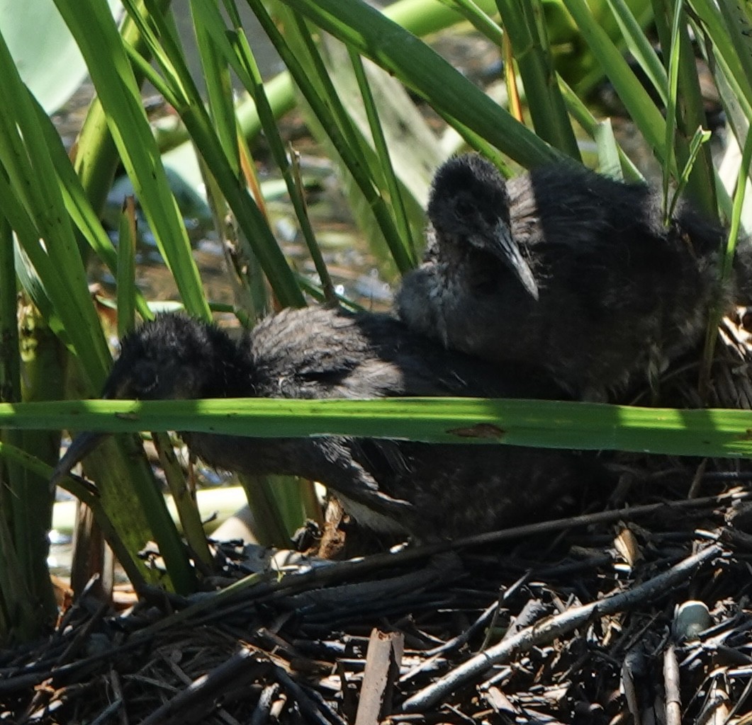 Clapper Rail - ML621561985