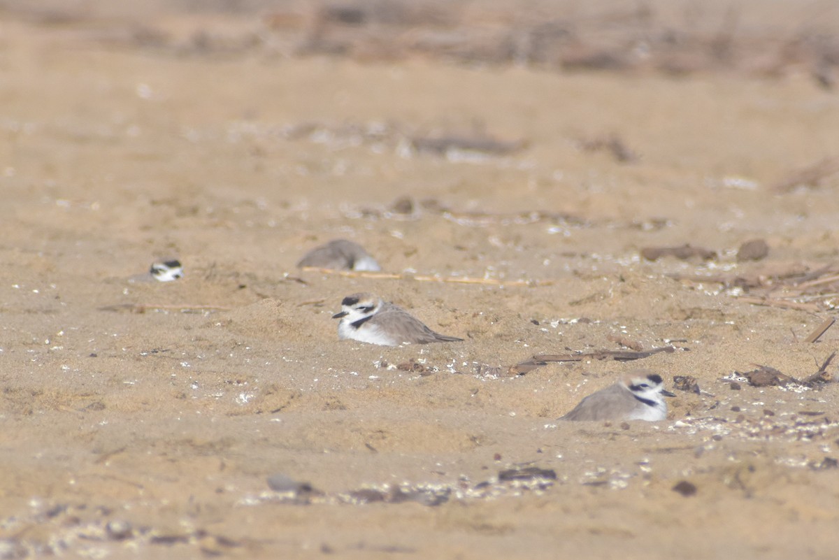 Snowy Plover - ML621562035