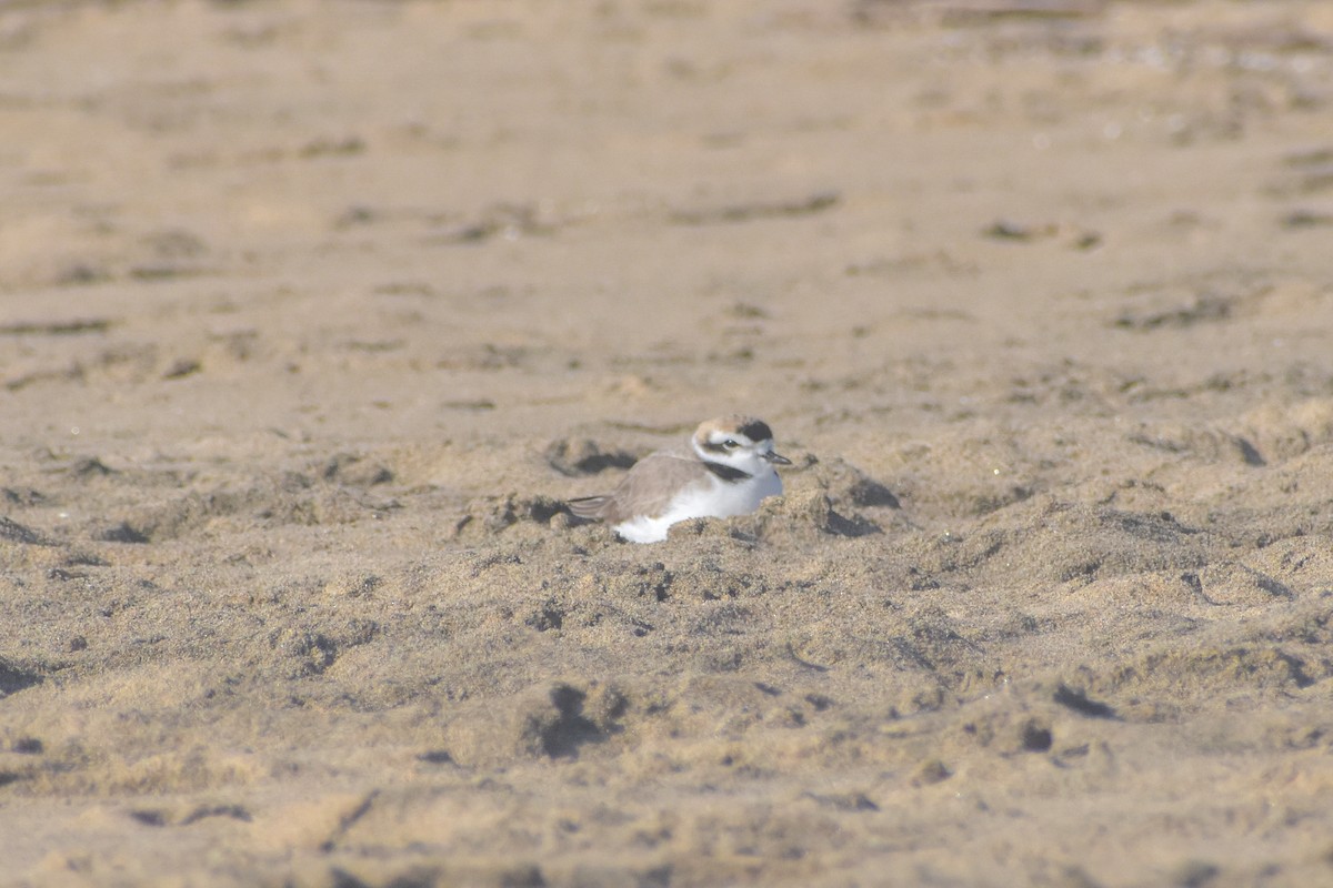 Snowy Plover - ML621562036