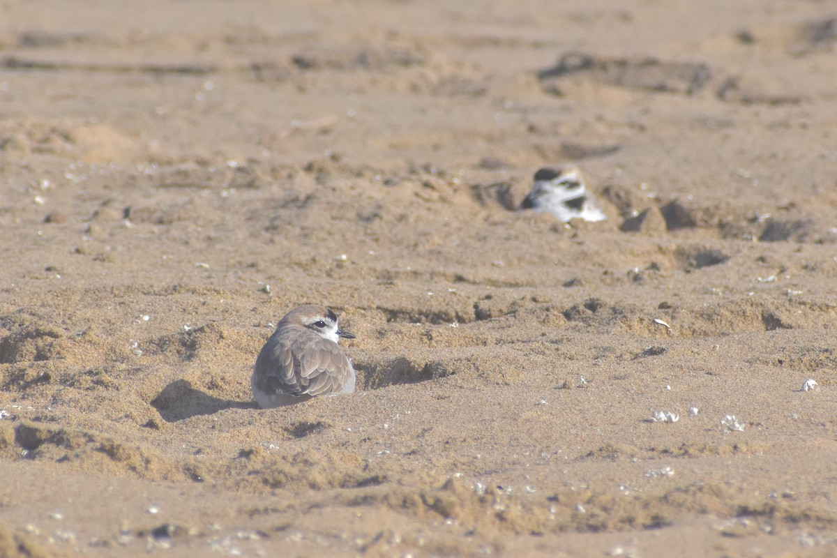 Snowy Plover - ML621562037