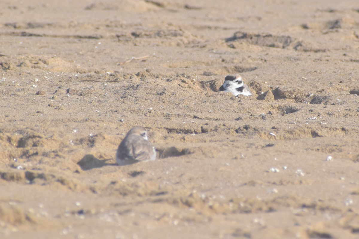 Snowy Plover - ML621562038