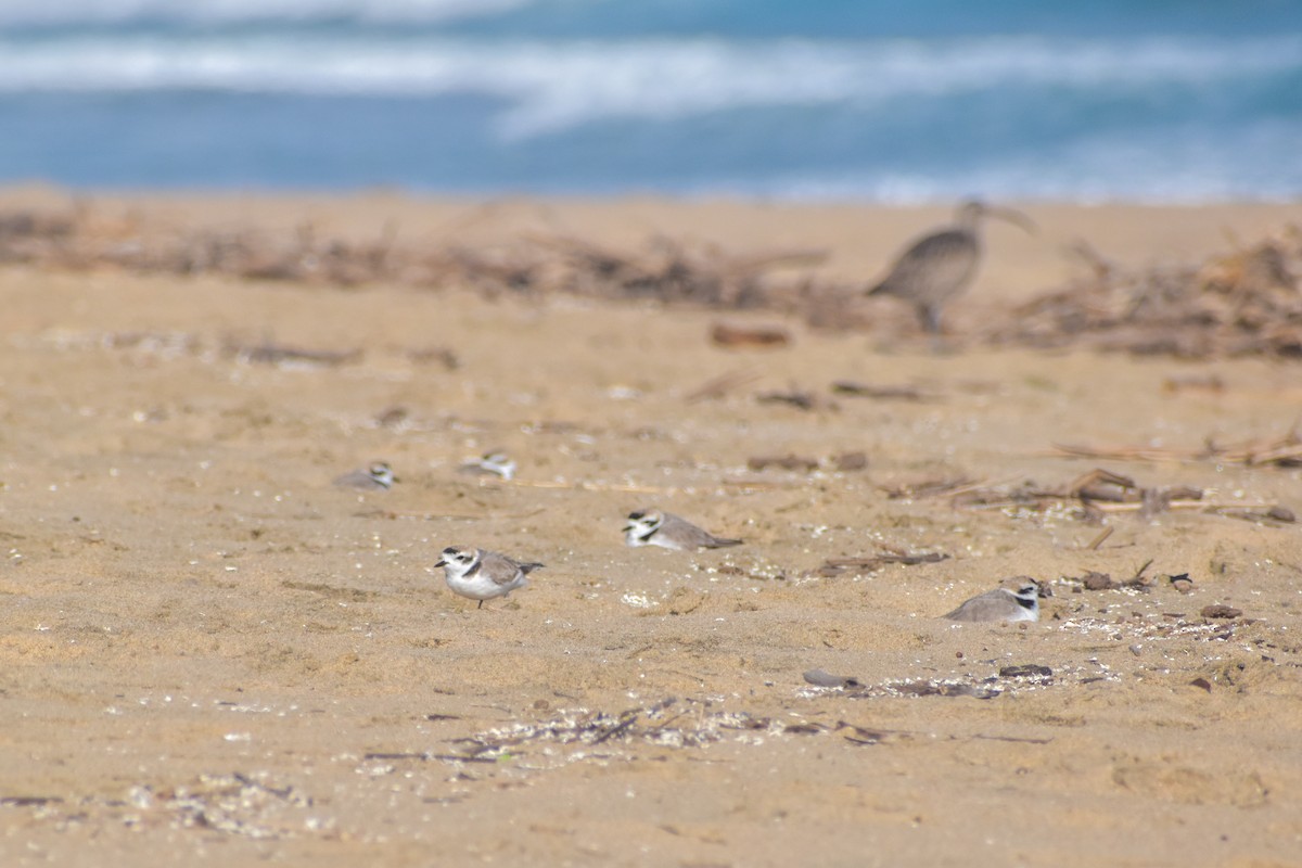 Snowy Plover - Víctor Hugo Sarabia Sánchez